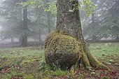 Knur on a beech Belgium