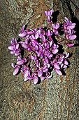 Judas tree in bloom in Catalonia  Spain