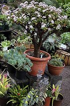Plantes succulentes en pots dans un jardin botanique France ; A l'occasion de la manifestation Mimosalia.