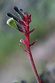 Kangaroo paw 'Bush' in a botanical garden France
