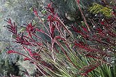 Kangaroo paw 'Bush' in a botanical garden France
