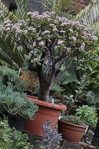 Plante jade en pot exposée dans un jardin botanique France ; A l'occasion de la manifestation Mimosalia.