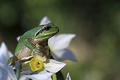 Tree Frog on bunch flowered Daffodils flowers in a garden