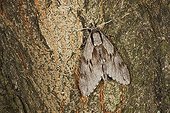 Pine hawk-moth (Sphinx pinastri) perched on a tree trunk, Thuringia, Germany, Europe