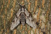 Pine hawk-moth (Sphinx pinastri) perched on a tree trunk, Thuringia, Germany, Europe