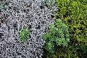 Plants undergrowth of green oak forest Pyrenees Spain 