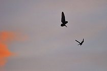 Hibou des marais et rapace diurne en vol en soirée France