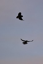 Hibou des marais et rapace diurne en vol en soirée France