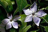 Intermediate Periwinkle flowers Pyrenees Spain