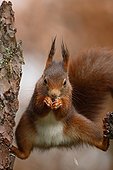 Red squirrel eating seeds Ardennes Belgium 