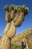 Elephant's Trunk in the Ai-Ais Richtersveld NP in RSA