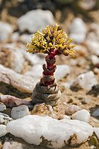 Crassula sur le plateau de Knervlatske PN Namaqua en RSA