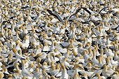 Colony of Cape Gannets in Lambert's Bay South africa