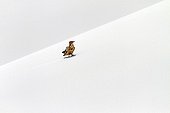Egyptian Vulture landing on a sand dune Socotra island Yemen