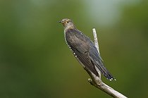 Common Cuckoo female on a branch in summer Denmark