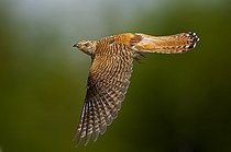Common Cuckoo female flying in summer Denmark