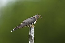 Common Cuckoo female landing in summer Denmark
