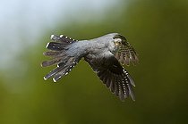 Common Cuckoo male flying in summer Denmark