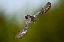 Common Cuckoo male flying in summer Denmark
