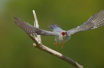 Common Cuckoo male flying in summer Denmark