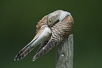 Common Cuckoo female grooming in summer Denmark