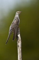 Common Cuckoo male landing in summer Denmark