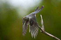Common Cuckoo male taking off a branch in summer Denmark
