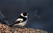 Collared Flycatcher on Utö island in Finland