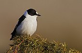 Collared Flycatcher on Utö island in Finland