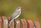 Spotted Flycatcher Utö island Finland
