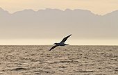Cap Gannet in False Bay South africa