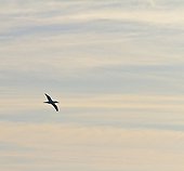 Cap Gannet in False Bay South africa