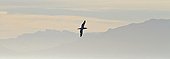 Cap Gannet in False Bay South africa