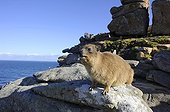Daman des rochers sur rivage rocheux  Afrique du Sud