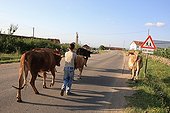 Boy accompanying the cows to pasture Kosovo