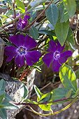 Periwinkle in bloom in a garden