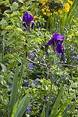 Iris and periwinkle in bloom in a garden
