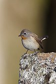Red-throated Flycatcher adult male Utö Finland