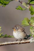 Red-throated Flycatcher on a branch Utö Finland