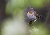 Red-throated Flycatcher on a branch Utö Finland