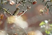 European Pied Flycatcher migrating with wintry livery France