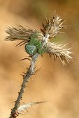 Araignée-crabe à l'affût sur un chardon dans un jardin
