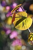 Judas Tree foliage in an organic garden France 
