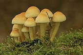 Sulphur Tuft, Sulfur Tuft, Clustered Woodlover (Hypholoma fasciculare)