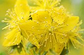 Blossom of St John's wort (Hypericum perforatum)