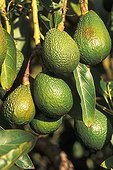 Avocados (Persea americana) hanging from an avocado tree on La Palma Island, Canary Islands, Spain
