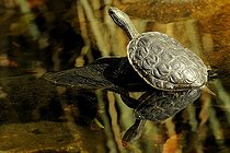 Emydes caspiennes occidentales  A Cupulatta Corse France ; A Cupulatta : Centre d'élevage et de protection de la tortue