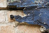 Old wall