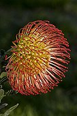 Pincushion flower