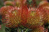 Pincushion flowers